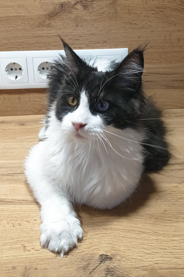 Angel | Maine Coon Kitten