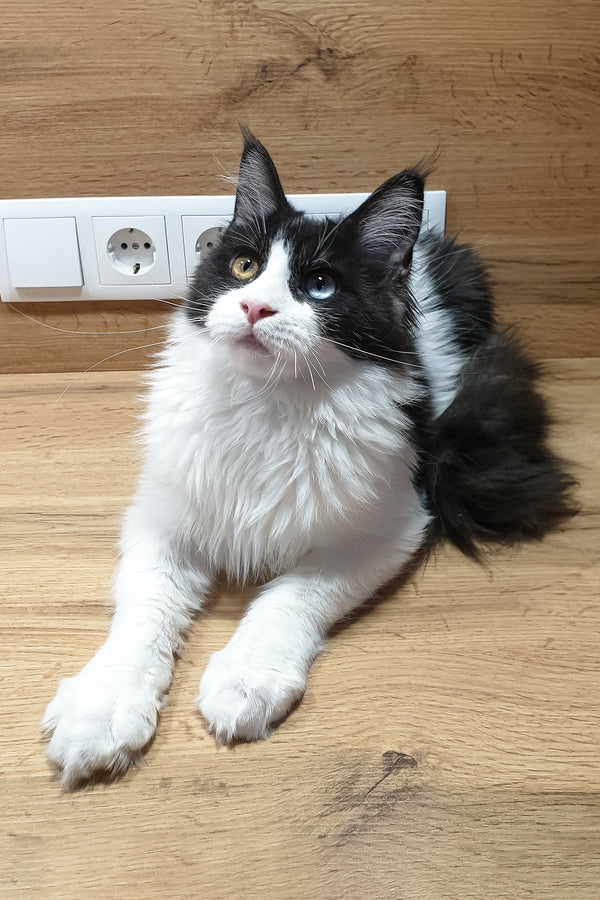 Angel | Maine Coon Kitten