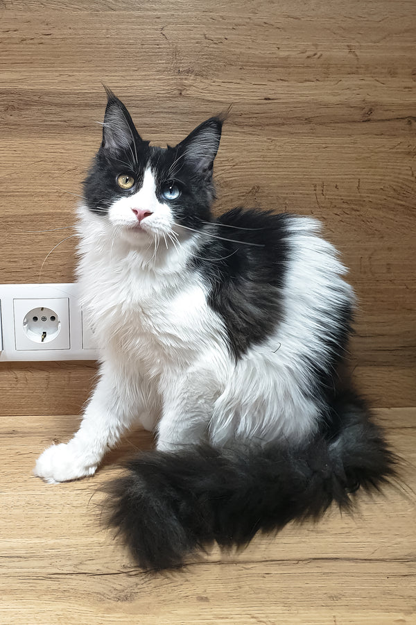 Angel | Maine Coon Kitten