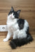 Angel | Maine Coon Kitten