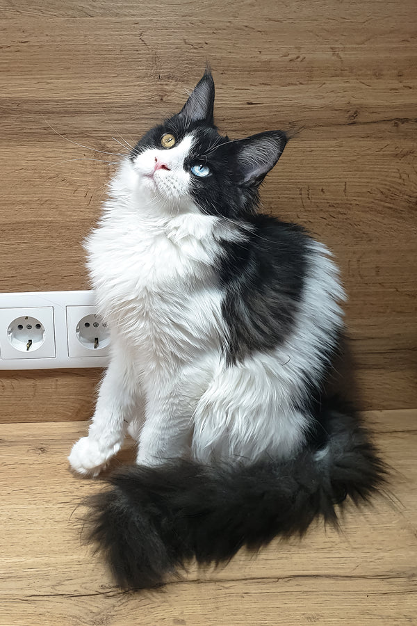 Angel | Maine Coon Kitten