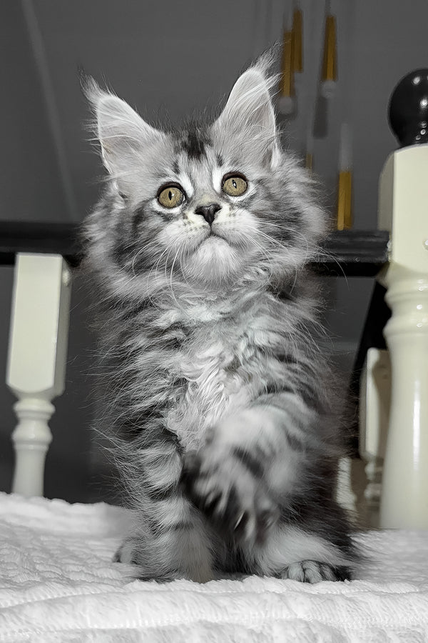 Anika | Maine Coon Kitten