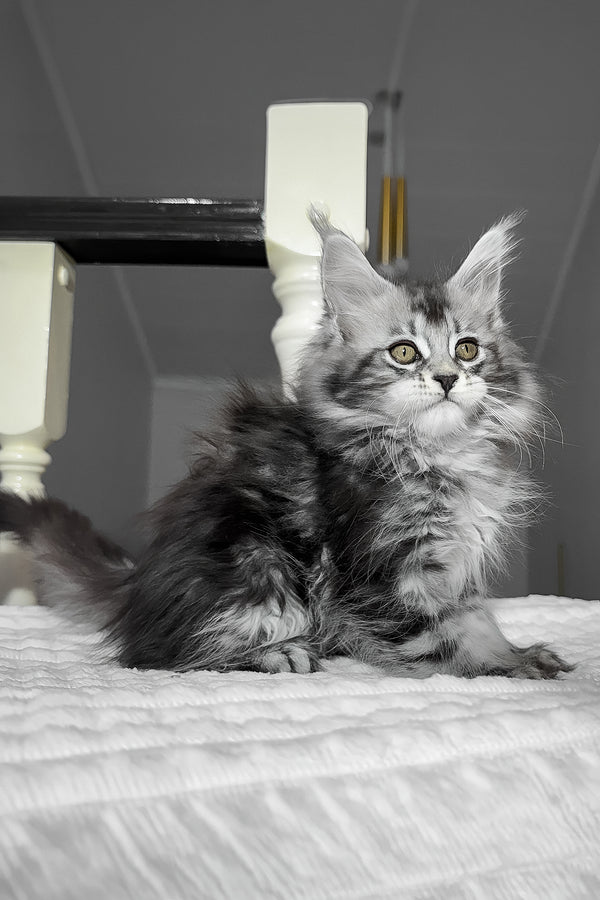 Anika | Maine Coon Kitten