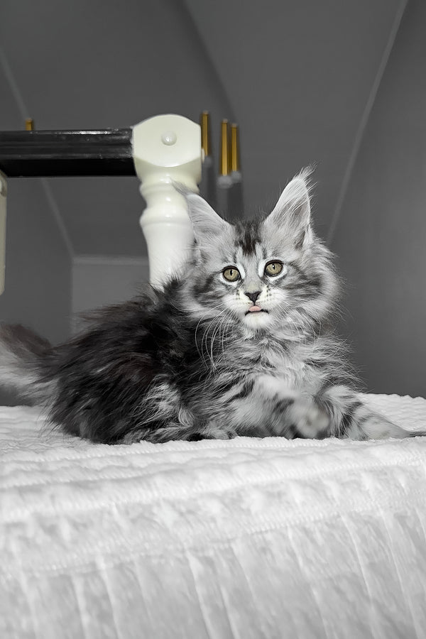 Anika | Maine Coon Kitten
