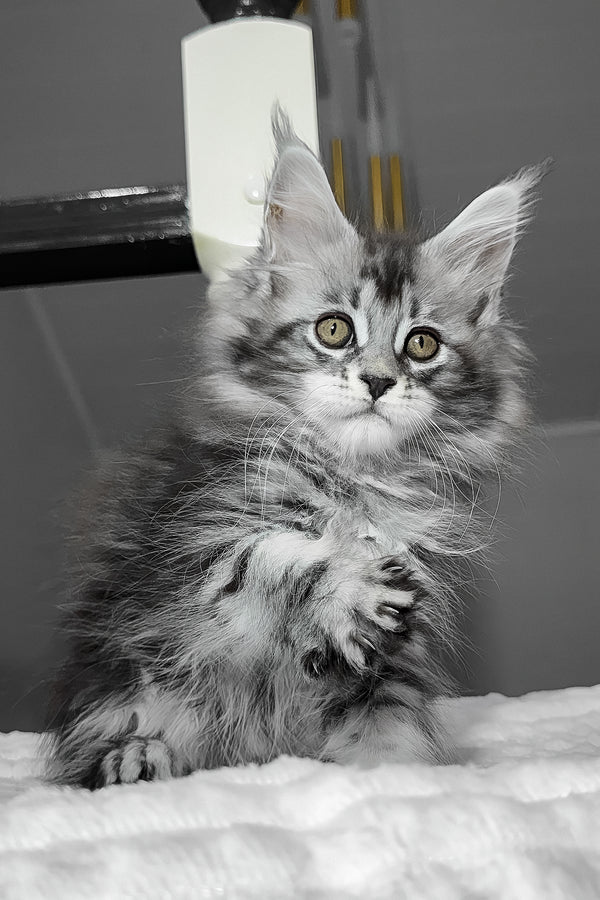 Anika | Maine Coon Kitten