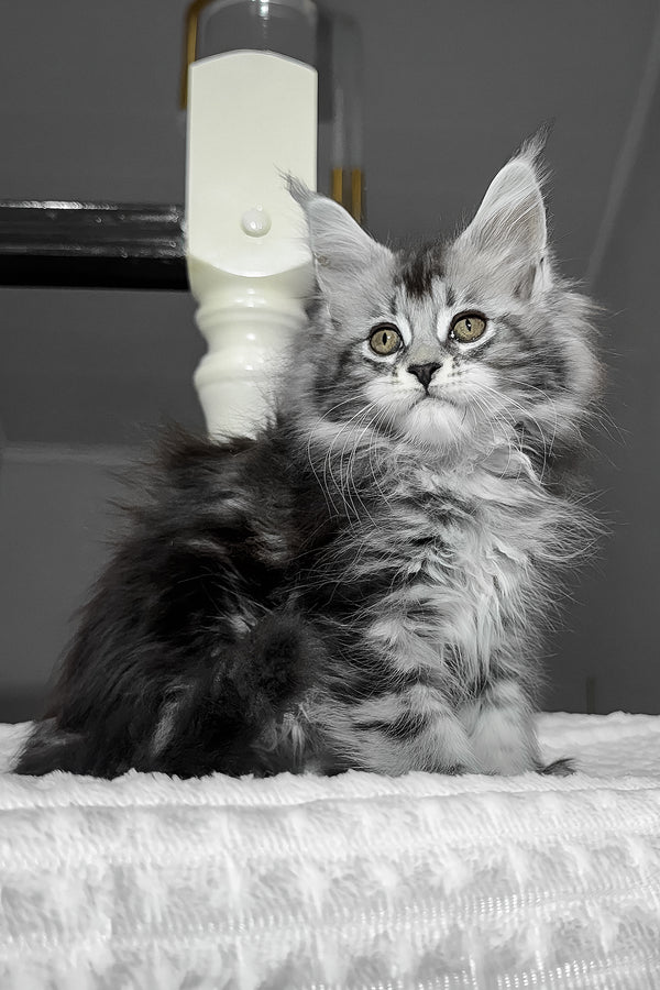 Anika | Maine Coon Kitten