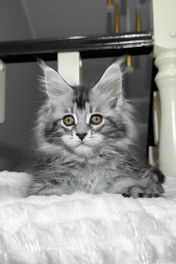 Anika | Maine Coon Kitten