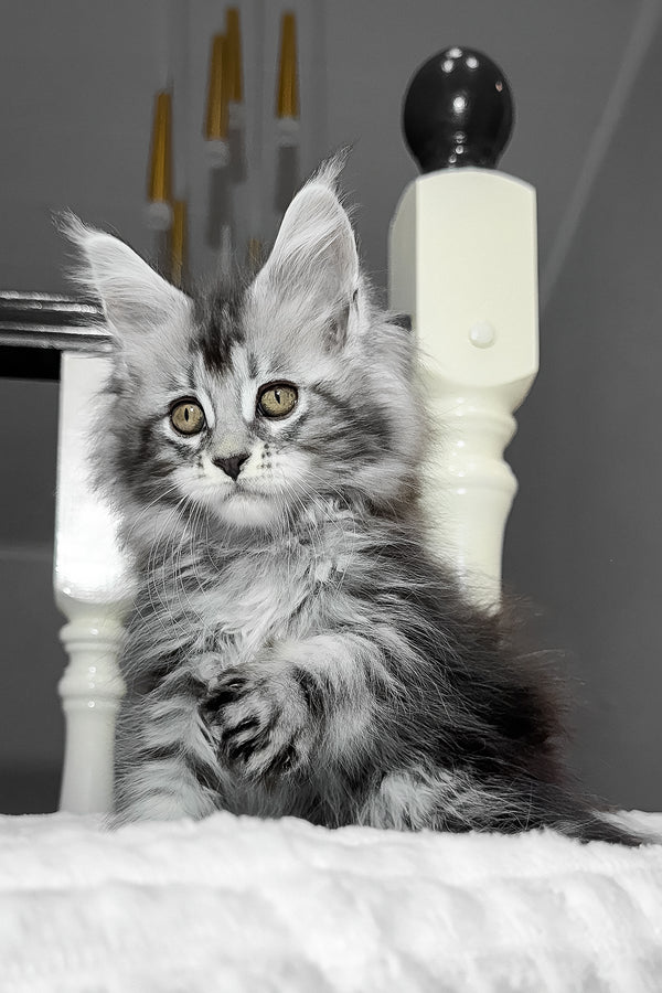 Anika | Maine Coon Kitten