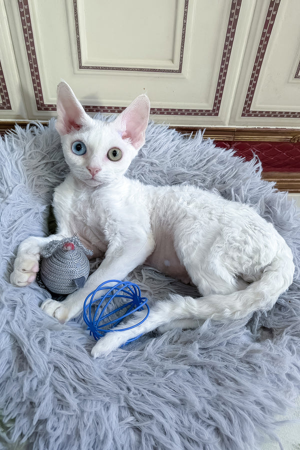 Antoine | Devon Rex Kitten