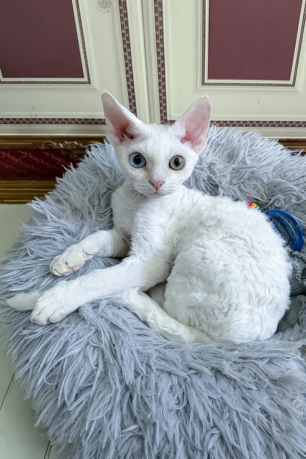 Antoine | Devon Rex Kitten