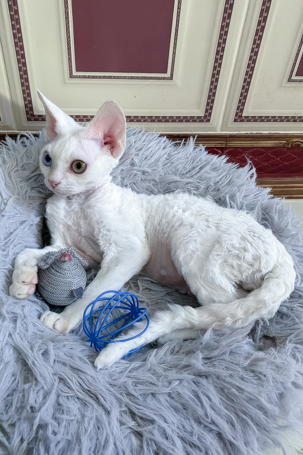 Antoine | Devon Rex Kitten
