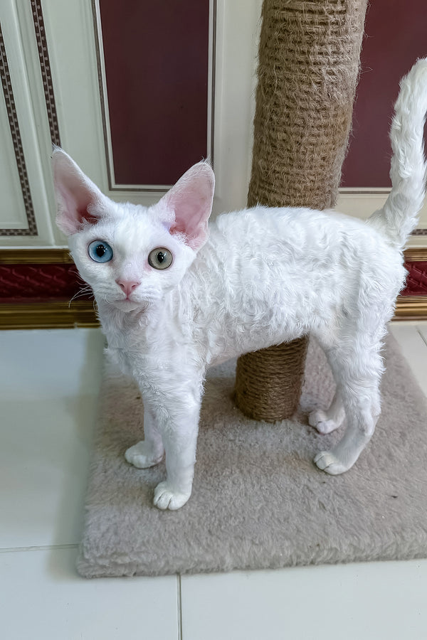 Antoine | Devon Rex Kitten