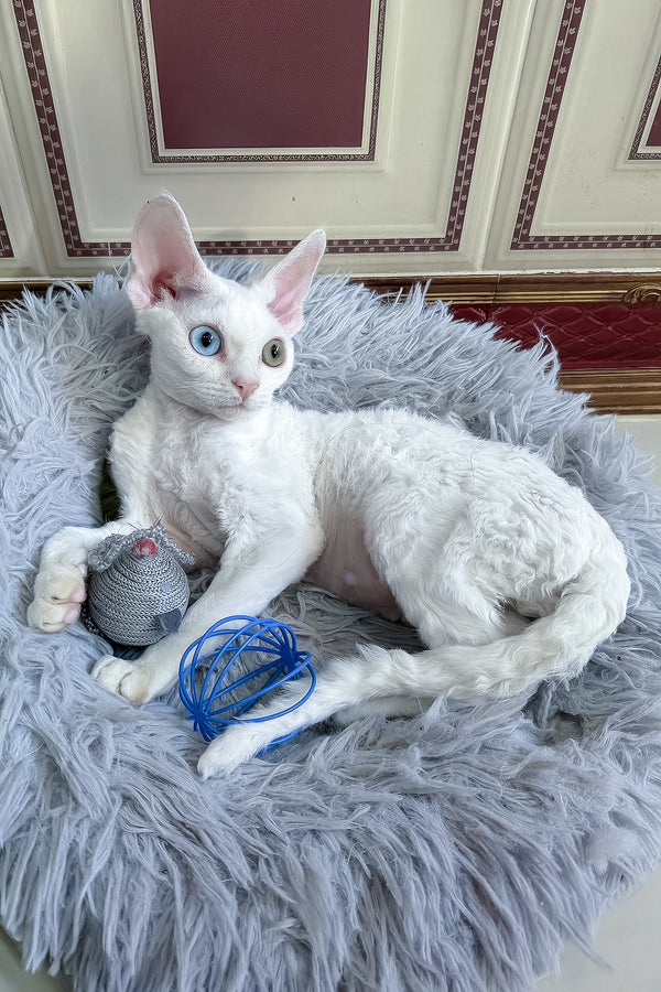 Antoine | Devon Rex Kitten
