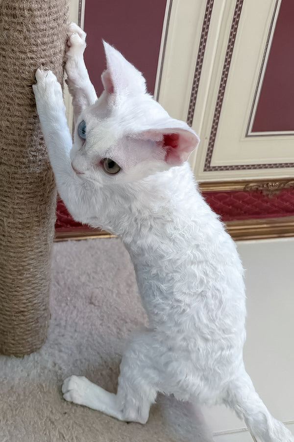 Antoine | Devon Rex Kitten