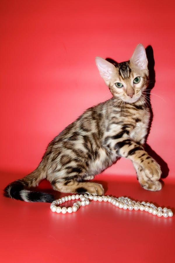 Archi | Bengal Kitten