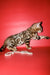 Archi | Bengal Kitten