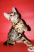 Archi | Bengal Kitten