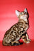 Archi | Bengal Kitten