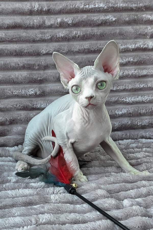 Archie | Devon Rex Kitten