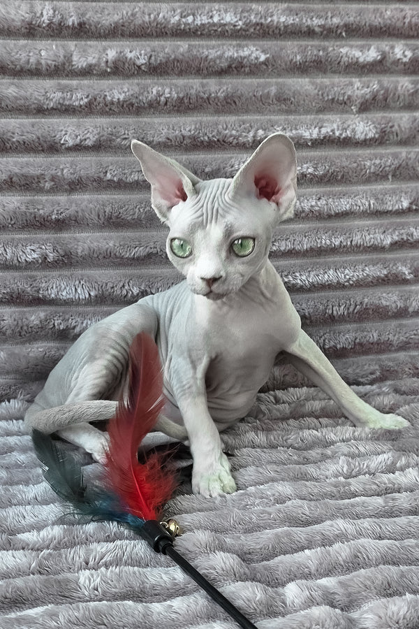 Archie | Devon Rex Kitten