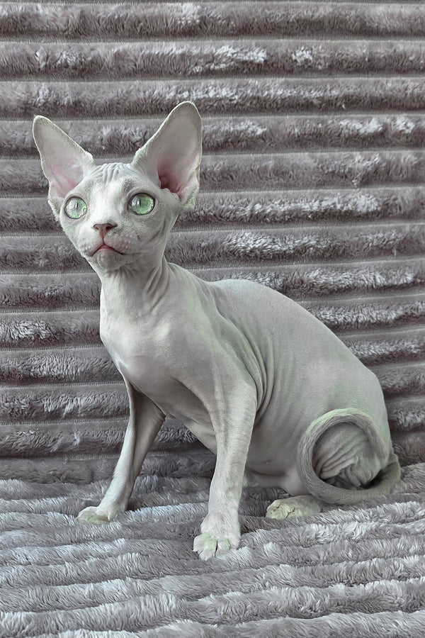 Archie | Devon Rex Kitten