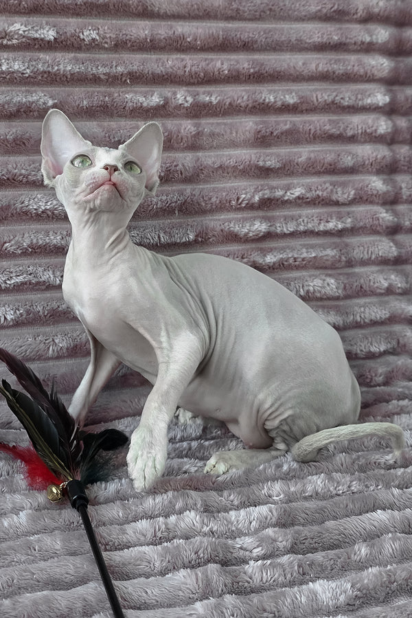 Archie | Devon Rex Kitten
