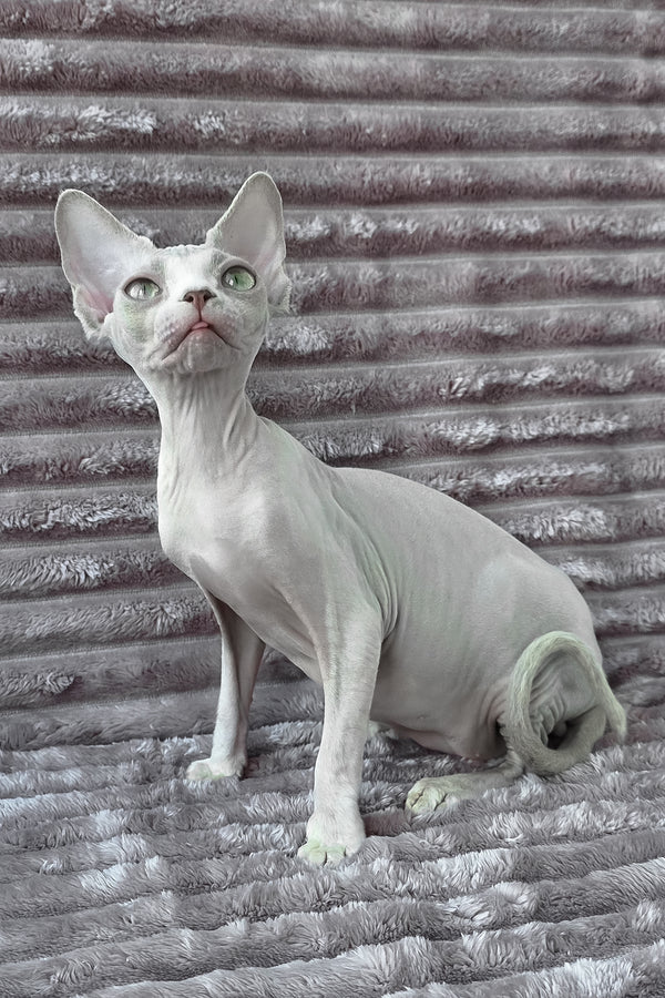 Archie | Devon Rex Kitten
