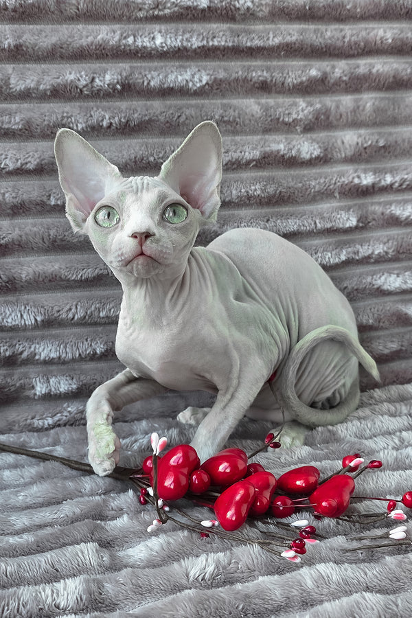 Archie | Devon Rex Kitten