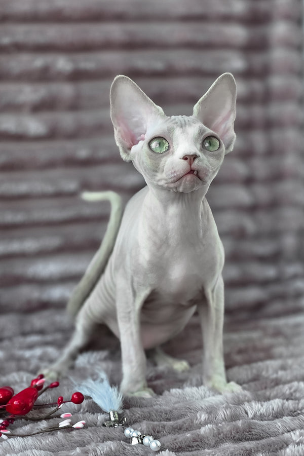Archie | Devon Rex Kitten