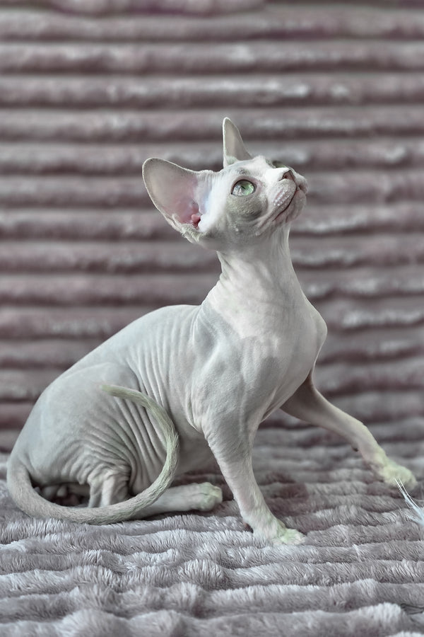 Archie | Devon Rex Kitten