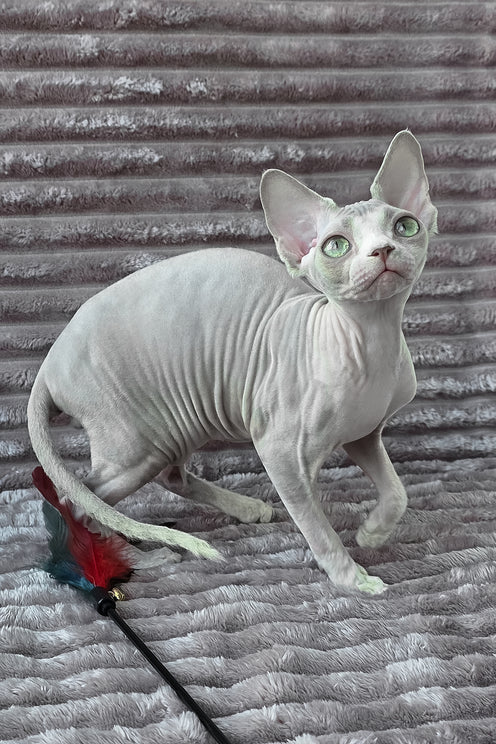 Archie | Devon Rex Kitten