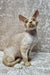 Aron | Devon Rex Kitten