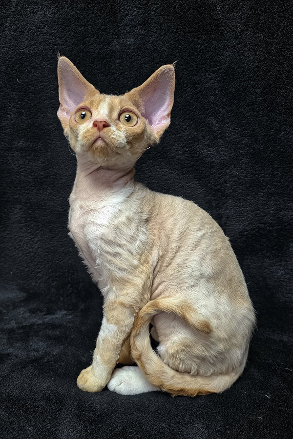 Aron | Devon Rex Kitten