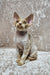 Aron | Devon Rex Kitten