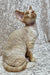 Aron | Devon Rex Kitten