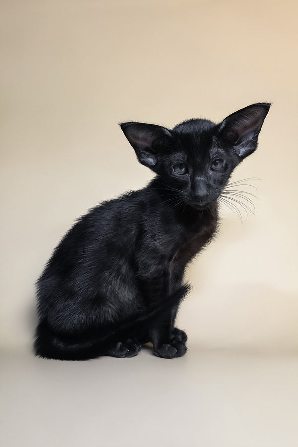 Arya | Oriental Shorthair Kitten
