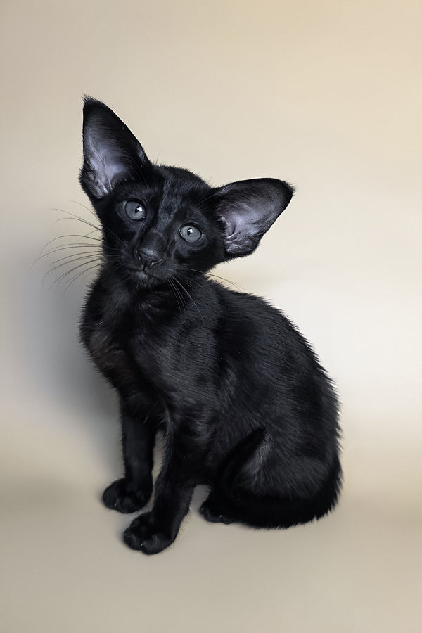 Arya | Oriental Shorthair Kitten