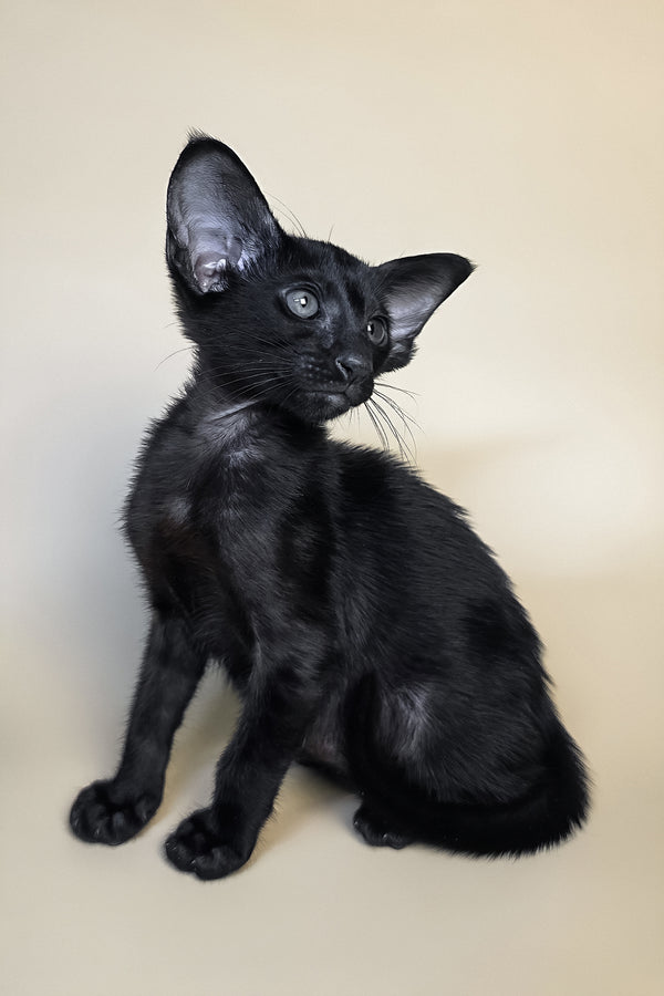 Arya | Oriental Shorthair Kitten