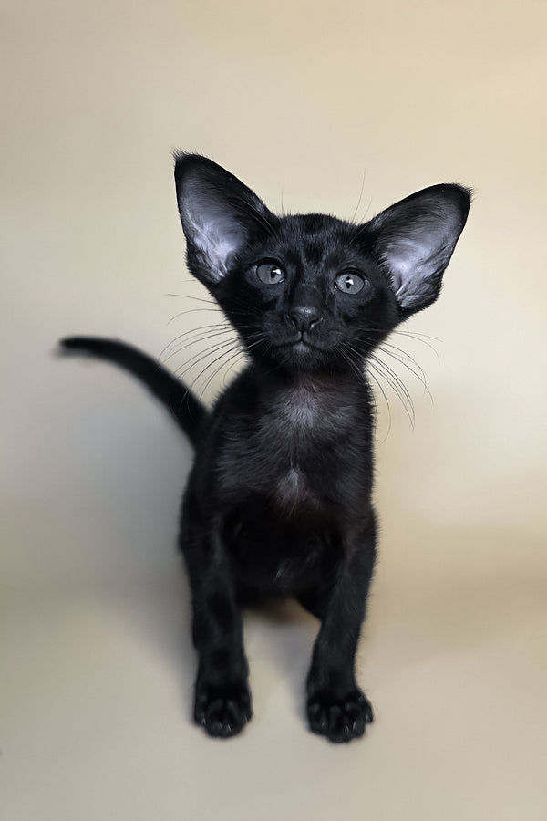 Arya | Oriental Shorthair Kitten