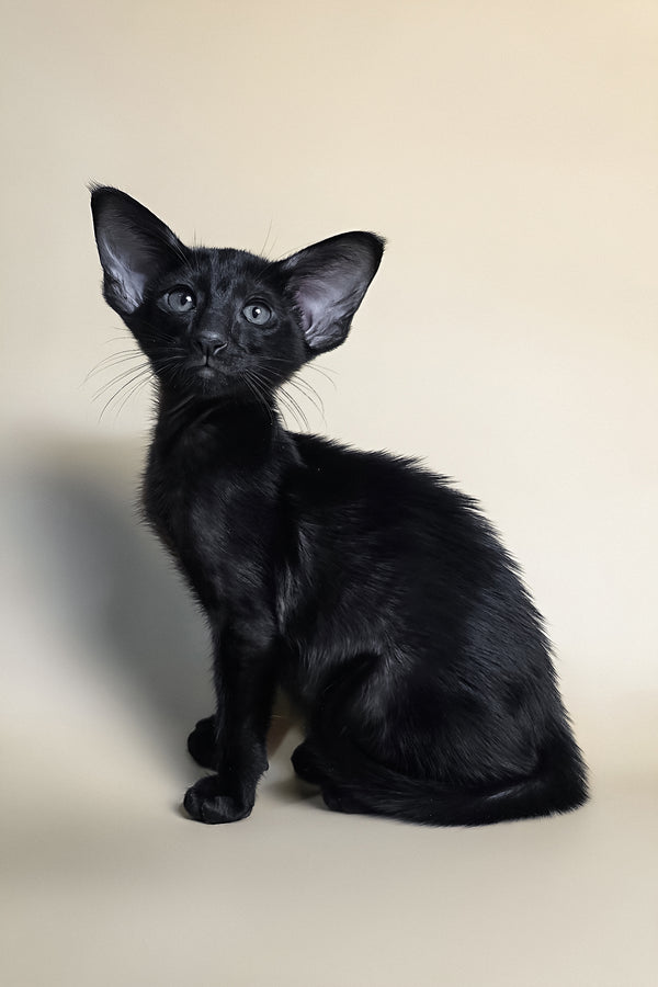 Arya | Oriental Shorthair Kitten