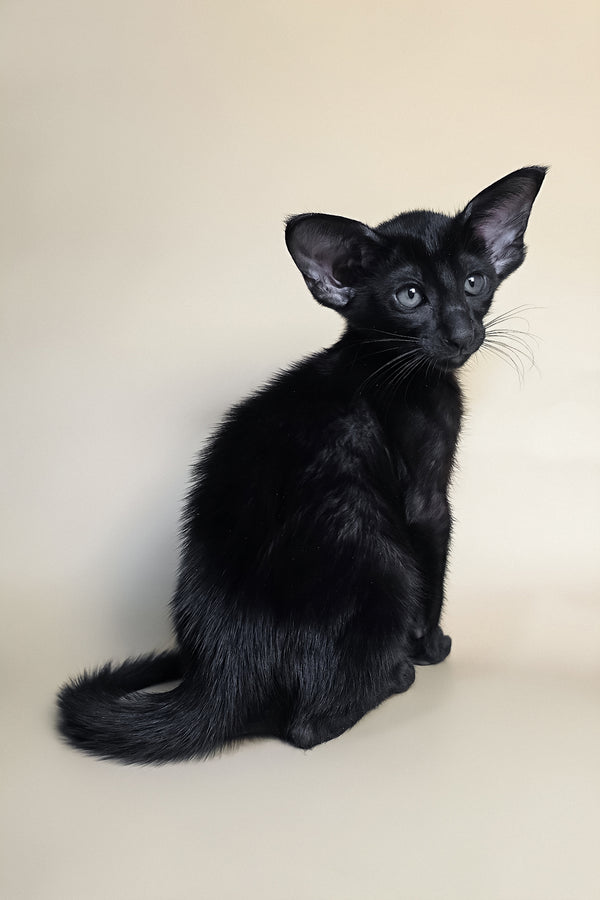 Arya | Oriental Shorthair Kitten