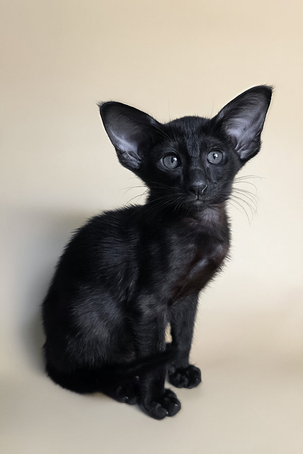 Arya | Oriental Shorthair Kitten