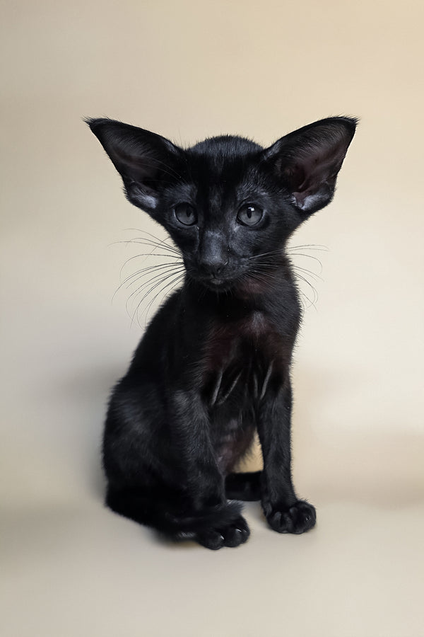 Arya | Oriental Shorthair Kitten