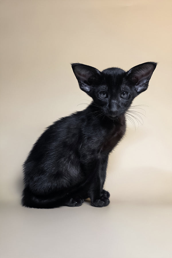 Arya | Oriental Shorthair Kitten