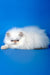 Ascher | Persian Kitten
