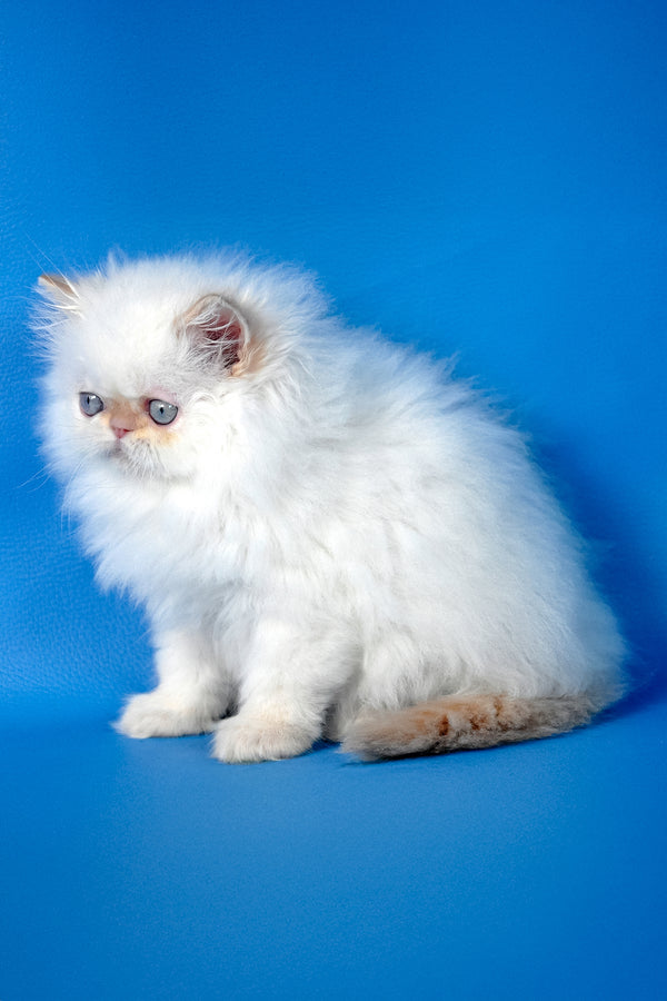 Ascher | Persian Kitten