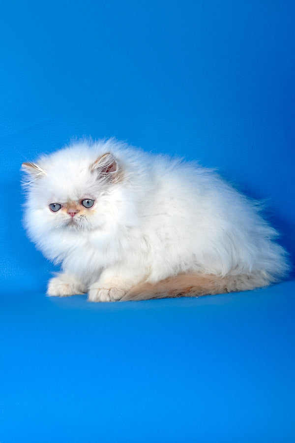 Ascher | Persian Kitten