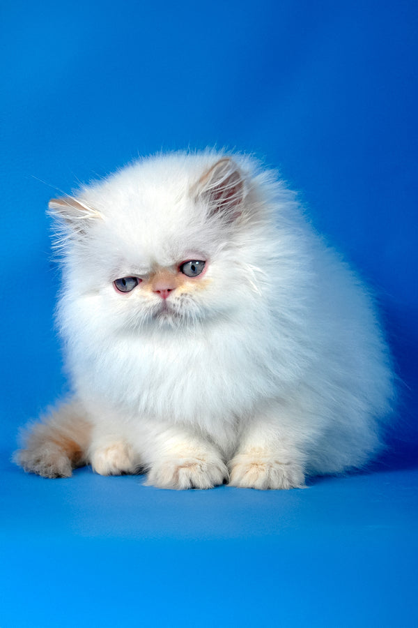 Ascher | Persian Kitten