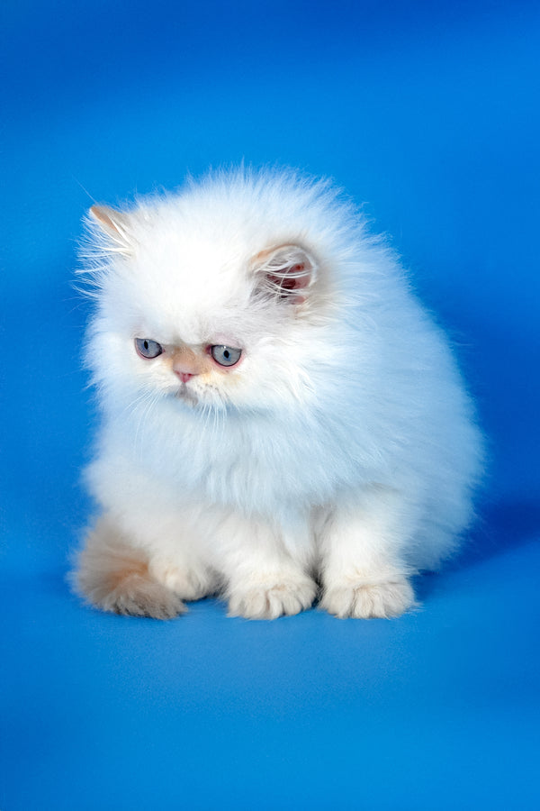 Ascher | Persian Kitten