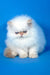 Ascher | Persian Kitten